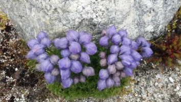 Everest Botanical Trek