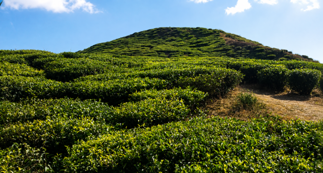 Ilam Tea Garden Trek