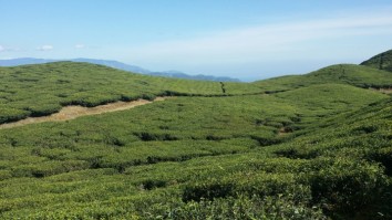 Ilam Tea Garden Trek