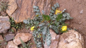 Makalu Botanical Trek