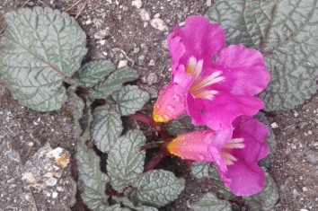 Dolpo Botanical Trek