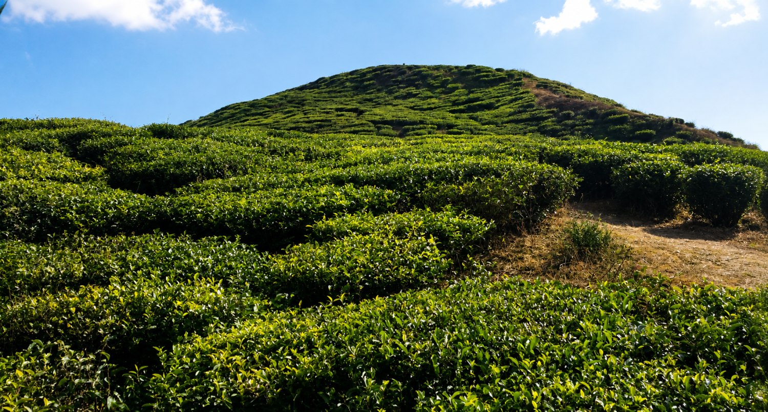 Ilam Tea Garden Trek